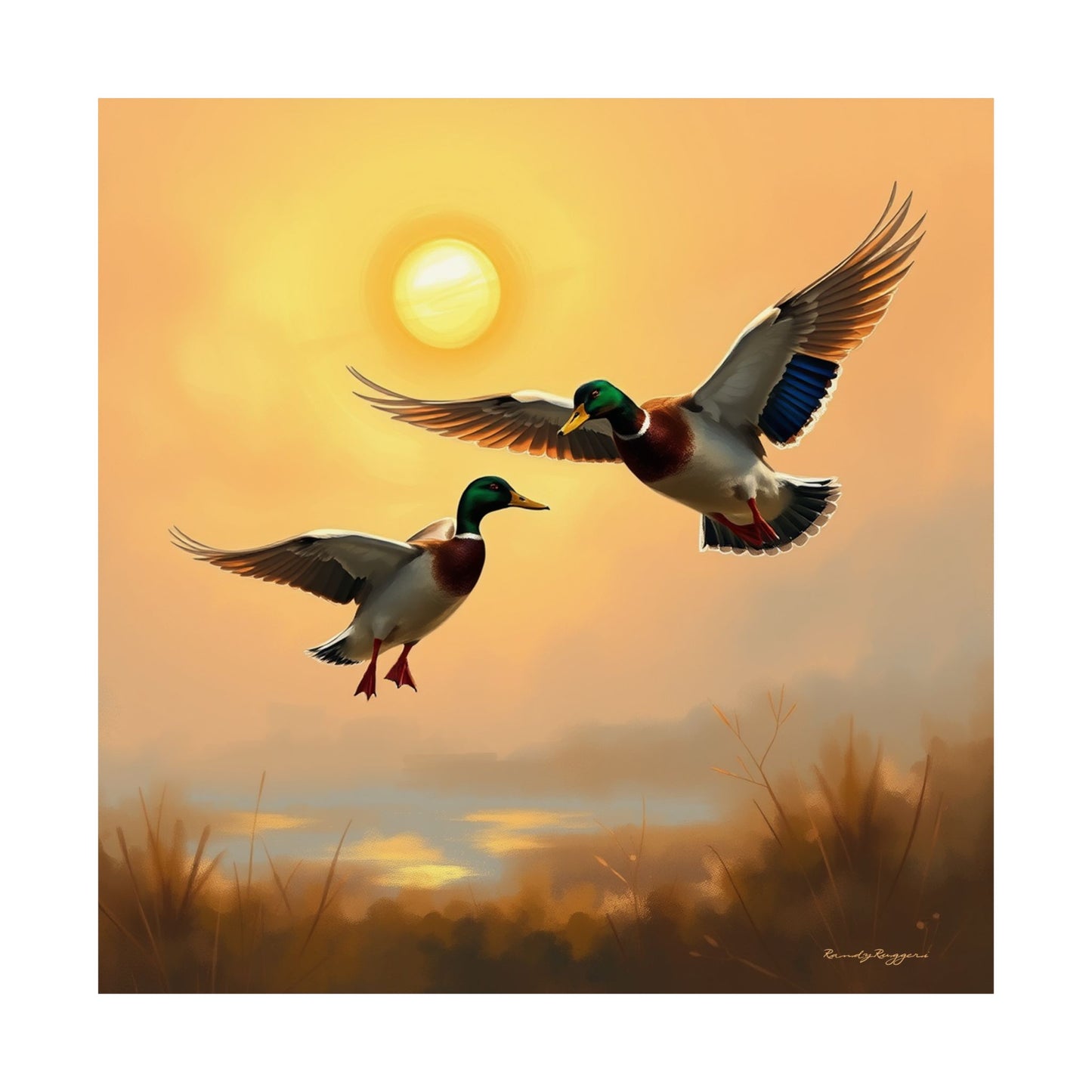 Soft Landing Mallard Ducks Print