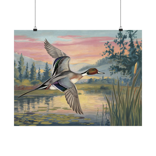 Sunrise Glide: Pintail Over the Pond Print