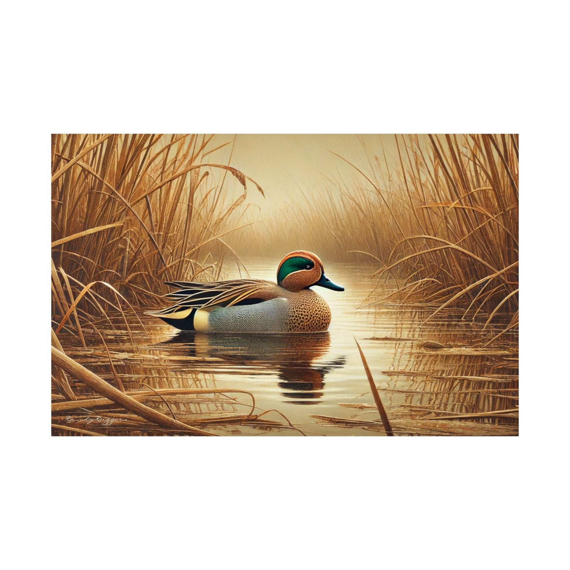 Green Winged Teal Print