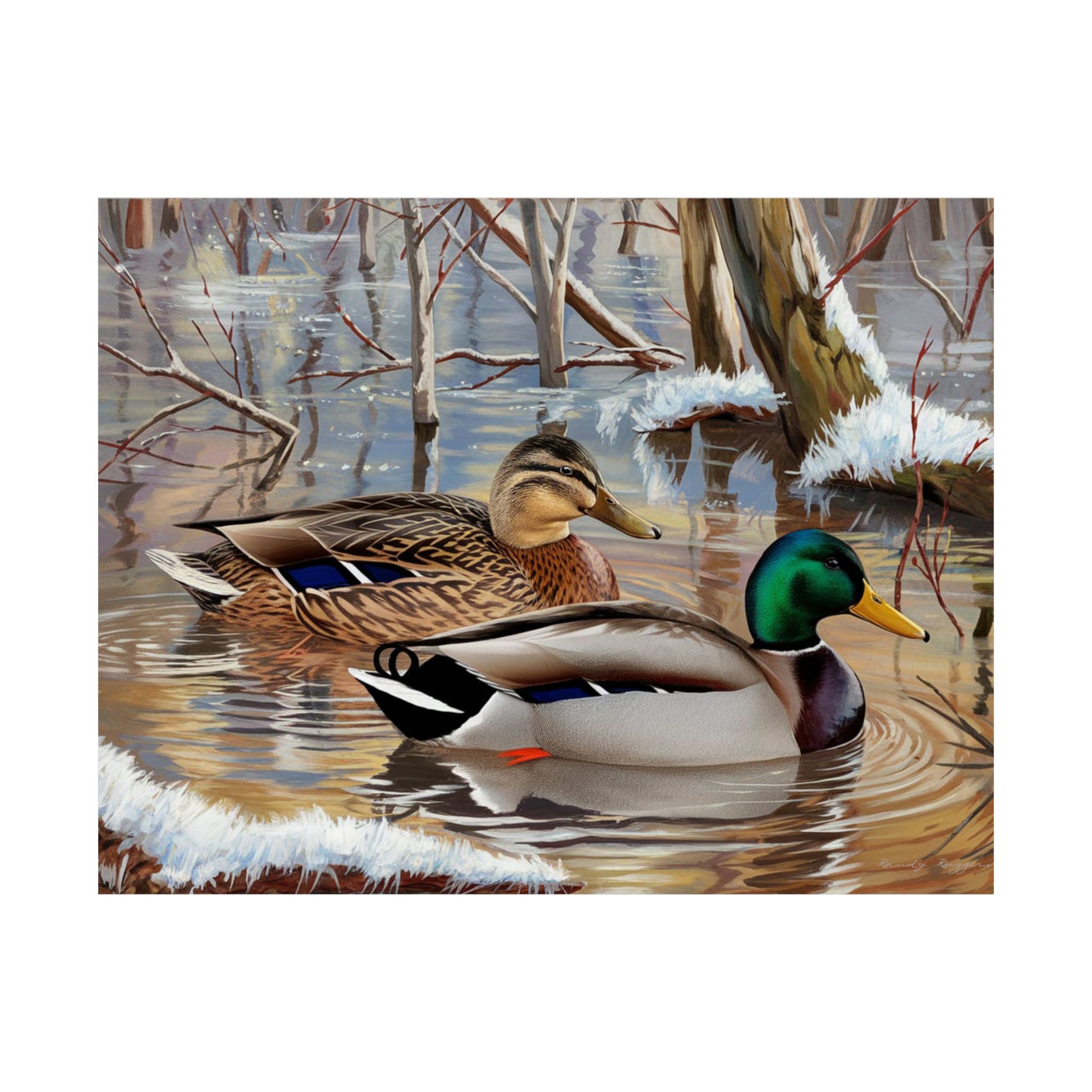 Mallard Ducks Icy Waters Print